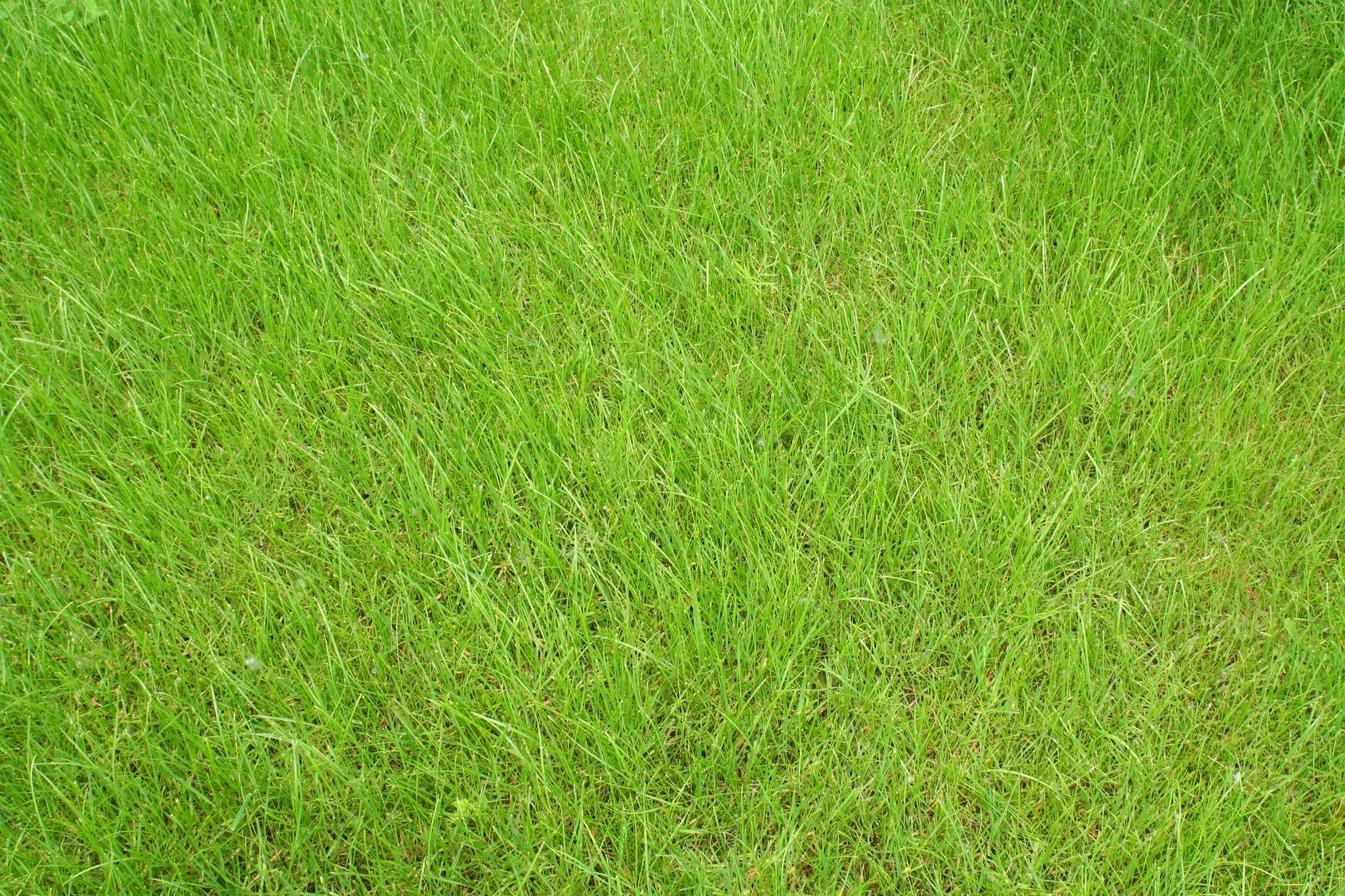 Close-up green grass texture