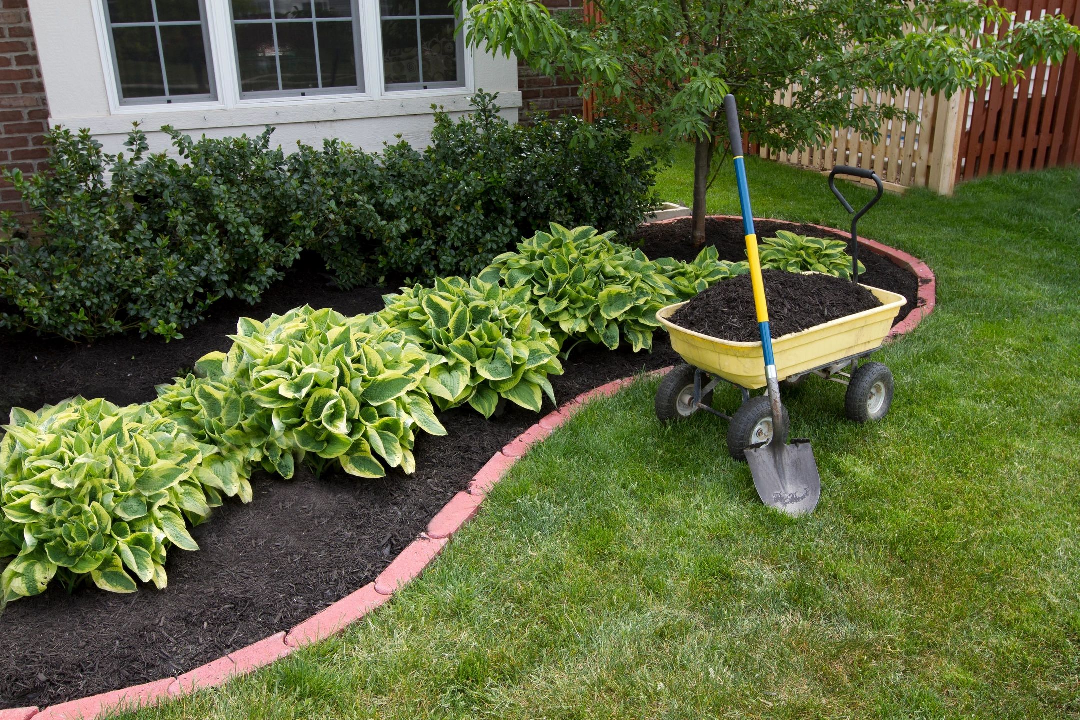 Garden bed with hostas and mulch